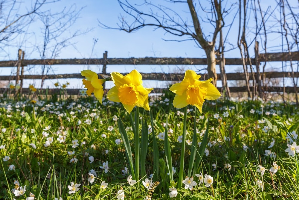 3 daffodils in a field in spring symbolizing the rebirth of the triple goddess