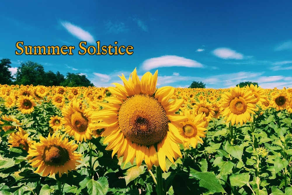 flied of sunflowers with a beautiful blue sky on summer solstice